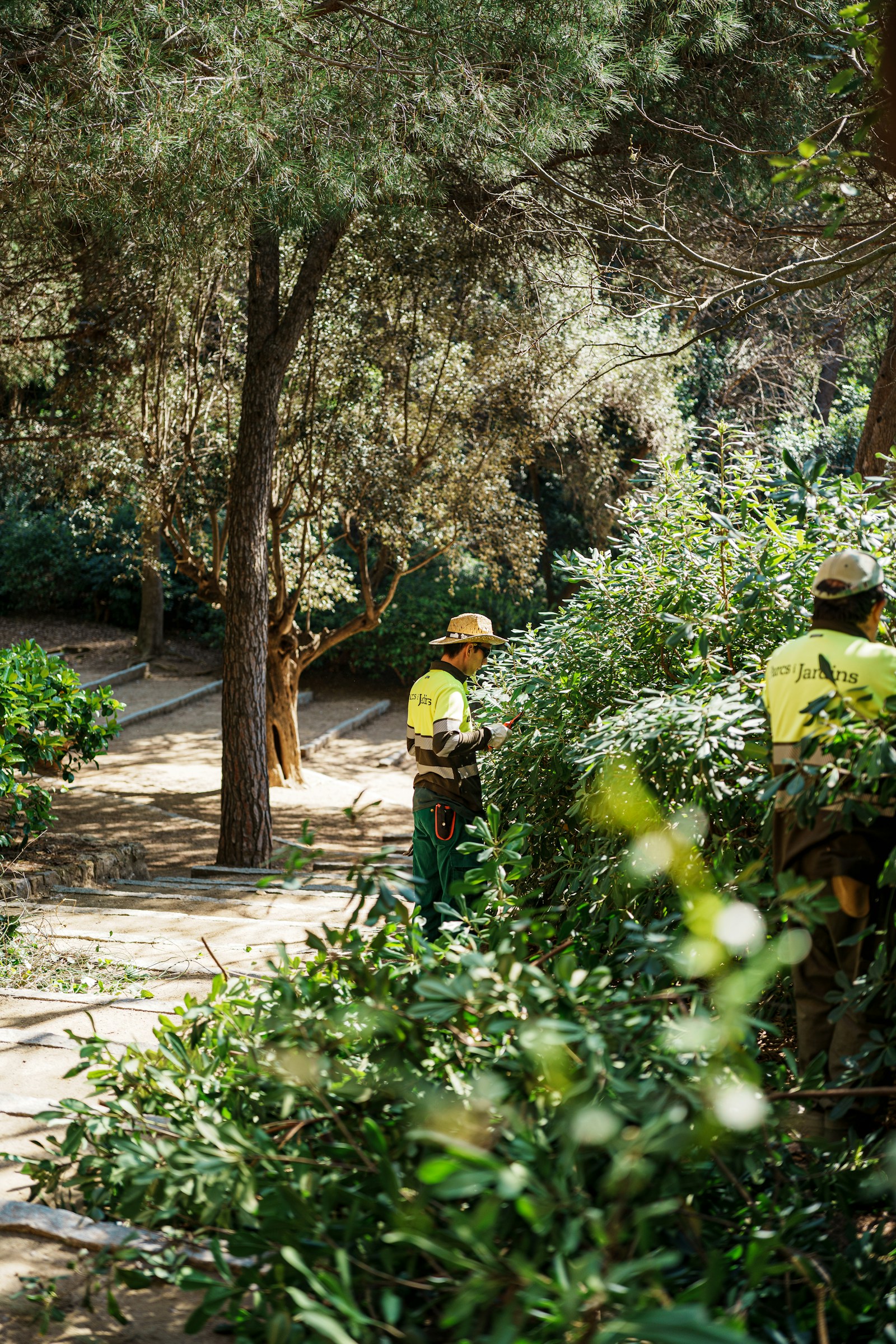Hedgerow landscaper pruning a mature shrub